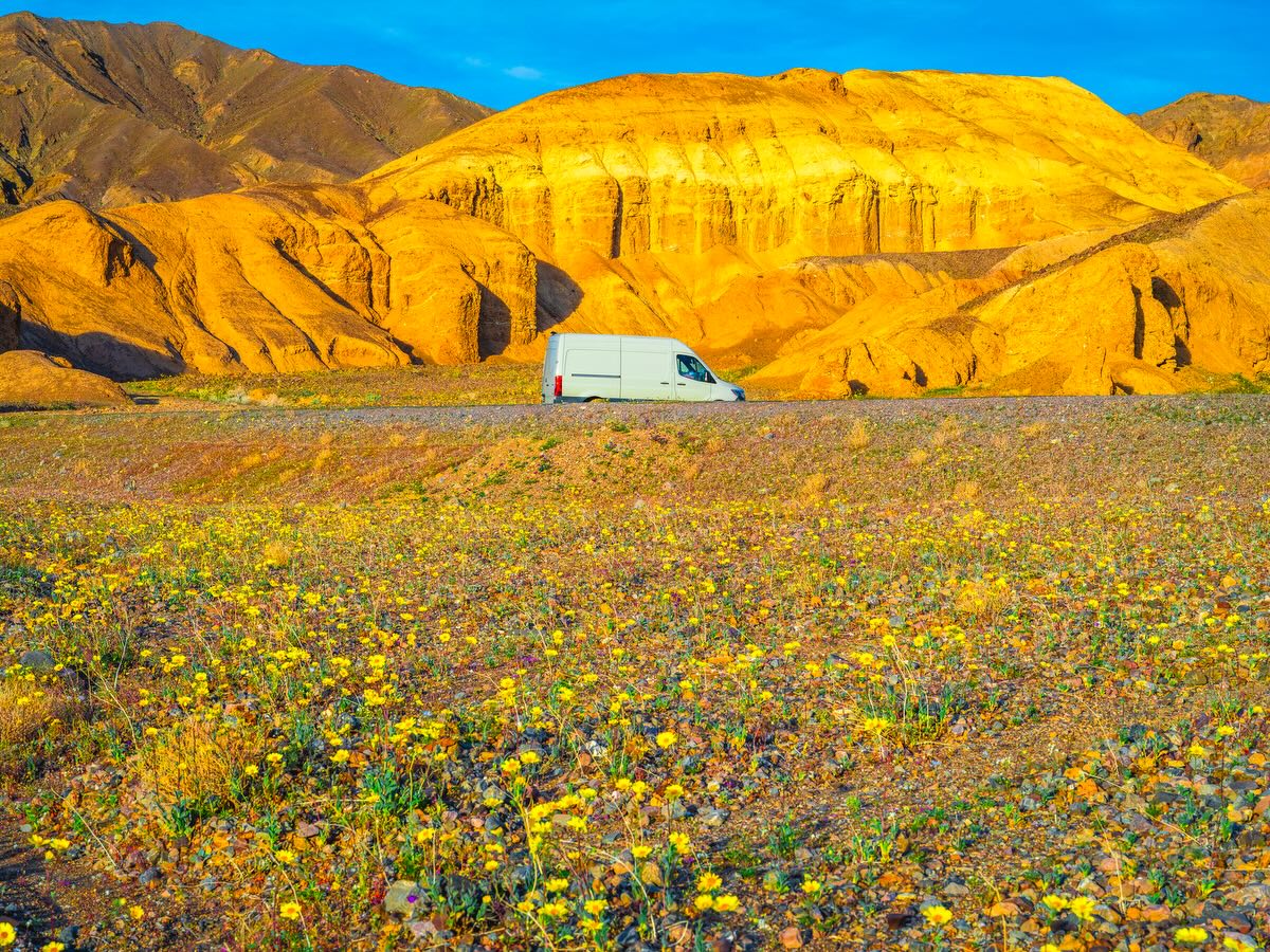 A van drives through golden desert hills with wildflowers in the foreground