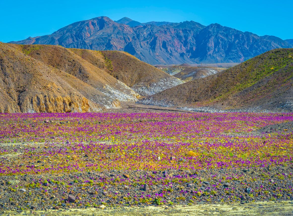 Wildflower field in Death Valley