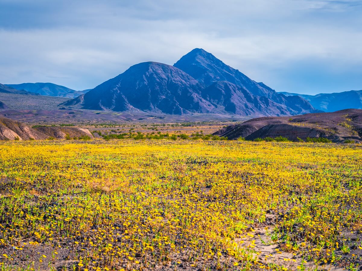 Yellow wildflowers carpet the desert floor below a dramatic peak in Death Valley