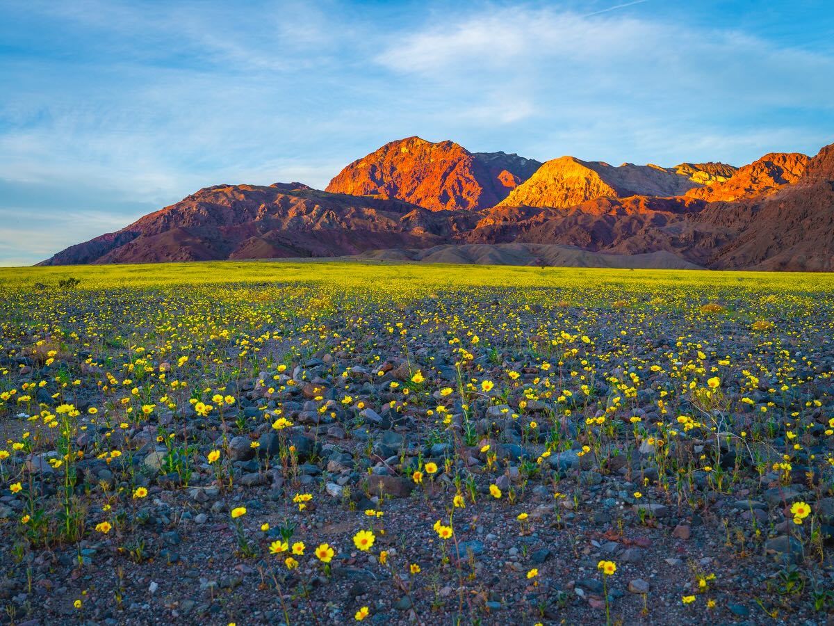 Wildflower field in Death Valley